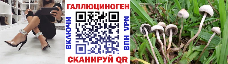 дарнет шоп  Чернушка  Галлюциногенные грибы Psilocybine cubensis 