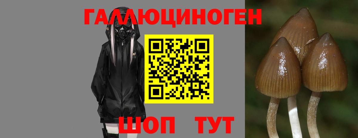 Галлюциногенные грибы прущие грибы  Галлюциногенные грибы Magic Shrooms  Чернушка 